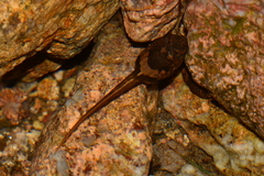 Leptobrachium liui