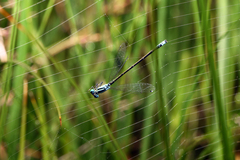 Ischnura pumilio