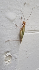 Oecanthus pini