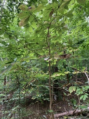 Magnolia macrophylla