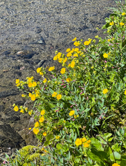 Potentilla flabellifolia