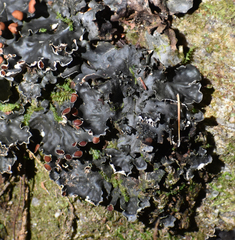 Peltigera praetextata