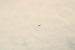 Buteo albonotatus