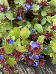 Ceratostigma plumbaginoides