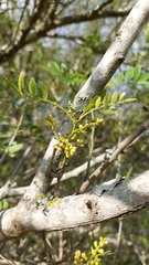 Zanthoxylum fagara