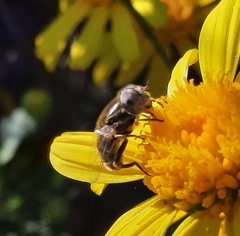 Eristalinus