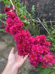 Bougainvillea spectabilis