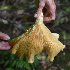 Pleurotus levis