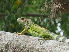 Iguana iguana