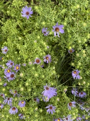 Symphyotrichum oblongifolium