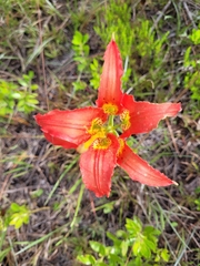 Lilium catesbaei