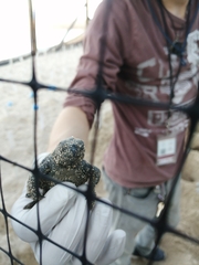 Lepidochelys olivacea