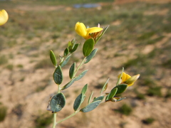 Rafnia diffusa