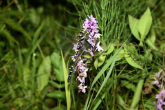 Cordulegaster bidentata