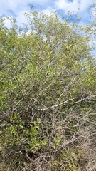 Zanthoxylum fagara