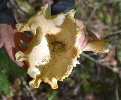 Pleurotus levis