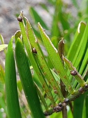 Wasmannia auropunctata