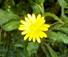 Calendula arvensis