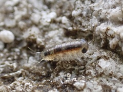 Ligia exotica