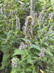 Agastache foeniculum