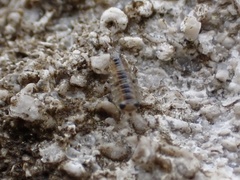 Ligia exotica
