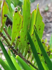 Wasmannia auropunctata