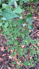 Cornus drummondii