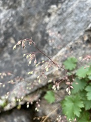 Heuchera