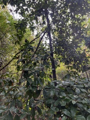 Quercus imbricaria