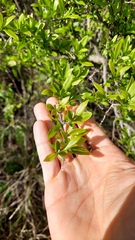 Achatocarpus praecox