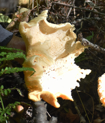Pleurotus levis