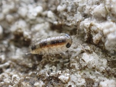 Ligia exotica