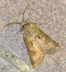 Agrotis clavis