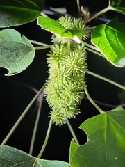 Mallotus apelta