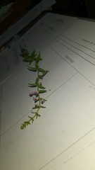 Scutellaria racemosa