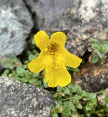 Erythranthe caespitosa