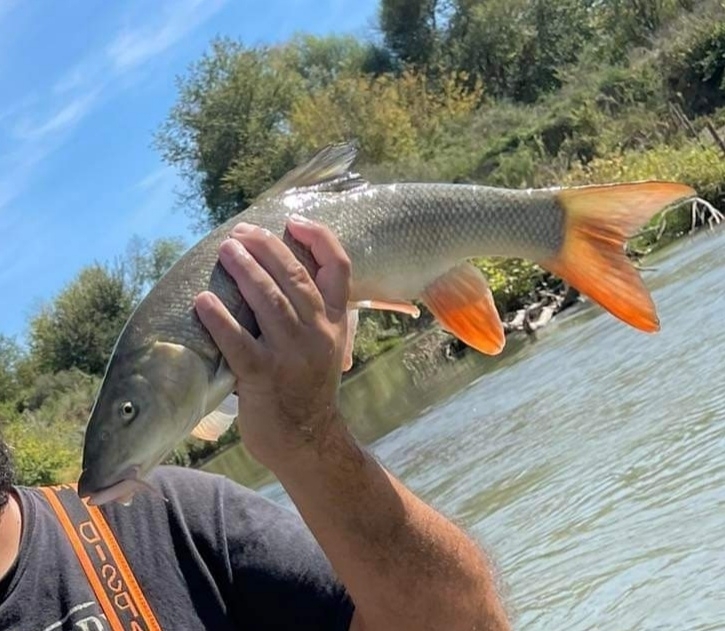 Macedonian barbel (Barbus macedonicus) — Cyprinidae