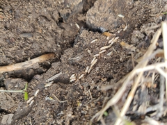 Reticulitermes flavipes