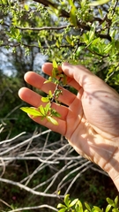 Achatocarpus praecox