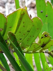Wasmannia auropunctata