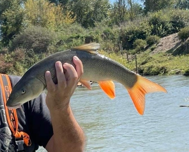 Macedonian barbel (Barbus macedonicus) — Cyprinidae