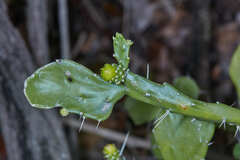 Brasiliopuntia brasiliensis