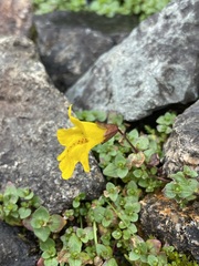 Erythranthe caespitosa