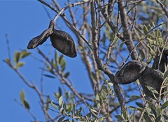 Aspidosperma quebracho-blanco