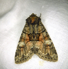 Fishia illocata