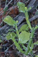 Brasiliopuntia brasiliensis