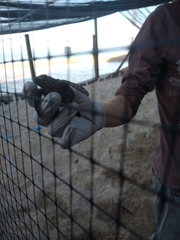 Lepidochelys olivacea