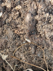 Reticulitermes flavipes