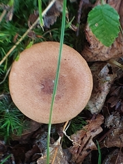 Lactarius quietus