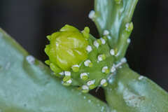 Brasiliopuntia brasiliensis